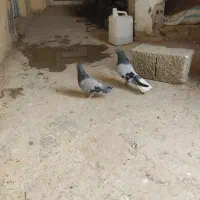 کبوتر