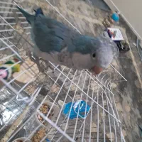 طوطی راهب نر