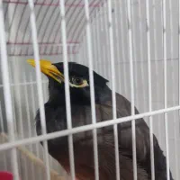 پرنده مرغ مینا و عروس هلندی سخنگو