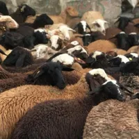 انواع گوسفند و بره زنده سرک دار|حیوانات مزرعه|قم, میرزائیه|دیوار