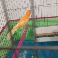 قناری قرمز تبریز پر رنگ