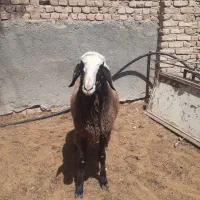 یک عدد بره نر به وزن ۶۰ تا۷۰کیلو