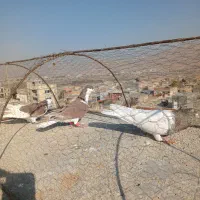 سه تا نر پرشی صید