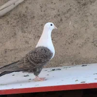 کبوتر کله سفید .مخمل .کربلایی