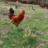 خروس محلی|حیوانات مزرعه|پاوه, |دیوار