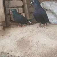 جفتگاه|پرنده|سبزوار, کهنه آب|دیوار