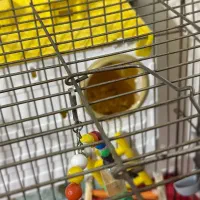 قفس عروس هلندی|لوازم جانبی حیوانات|نسیم‌شهر, |دیوار