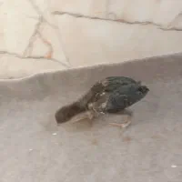 جوجه لاری|حیوانات مزرعه|قیدار, |دیوار