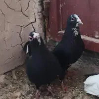 ماده پلنگ کوسه