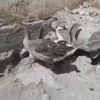 غاز|حیوانات مزرعه|نیر (اردبیل), |دیوار