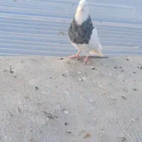 چندعددطوقیباناوردمسفیددمسیاه|پرنده|اسدآباد, |دیوار