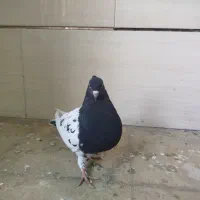 ۵تا کله سیاه. شیراز