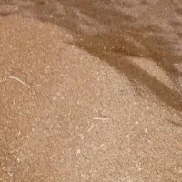 گندم و لوبیا