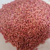 بذر گندم سرداری درجه یک