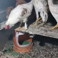فروش مرغ وخروس