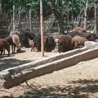 پشم چینی گوسفند