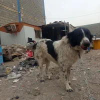 سگ قدرجونی چمبر|سگ|ابریشم, |دیوار