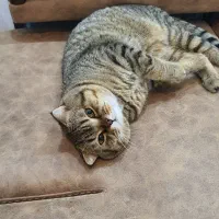 واگذاری سرپرستی اسکاتیش یک جفت|گربه|همدان, |دیوار