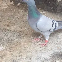 کبوتر پلاکی|پرنده|خوی, |دیوار