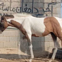 کره اسب ۴ ماه