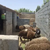 بره افشار ترکی بزغاله میش بز بهارستان مبارکه