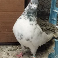 کفتر کله دم سبز