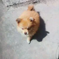 سگ پامر