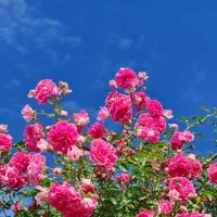 ضامن زنجیره ای