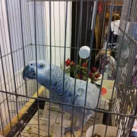 یک عدد کاسکو دم قرمز|پرنده|رشت, کوی قدس|دیوار