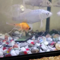 فروش دو عدد ماهی کوی سفید|ماهی|کرمان, |دیوار