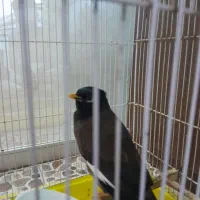 مرغ مینا