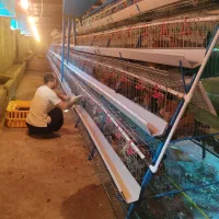 واگذاری سالن مرغ تخمگذار محلی|حیوانات مزرعه|سنندج, |دیوار