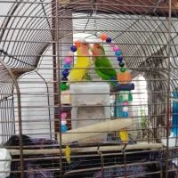 طوطی برزیلی