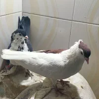 عروس آرام|پرنده|زابل, |دیوار