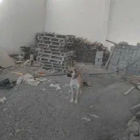 سگ سرابی جوان|سگ|مشهد, پنجتن|دیوار