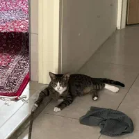 واگذاری گربه