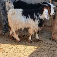 فروش۳راس بزغاله نرپروار