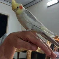 عروس هلندی سخنگو نر بالغ