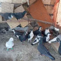 کفتر رنگی|پرنده|کوهبنان, |دیوار