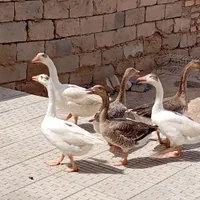 6عدد غاز محلی نر ماده
