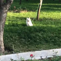 پامر روباهی