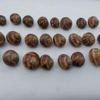 تعدادی حلزون