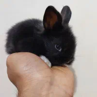 توله خرگوش لوپ