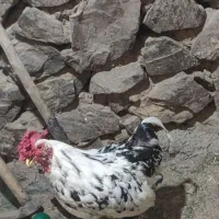 مرغو خروس گلین