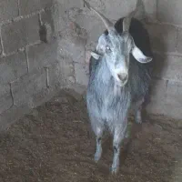 فروش ده راس کهره سبک با دوتا بز|حیوانات مزرعه|بختگان, |دیوار