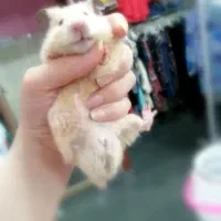 همستر|موش و خرگوش|گرگان, |دیوار