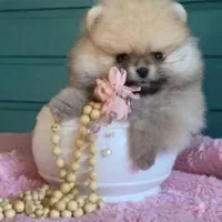 آپارتمانی پاپی سگ