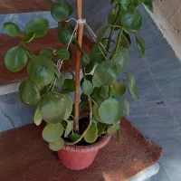 زیبا گل|گل و گیاه طبیعی|اسلامآباد غرب, |دیوار