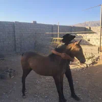 فروش کره مادیان شش ماهه