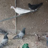 بچه کفتر